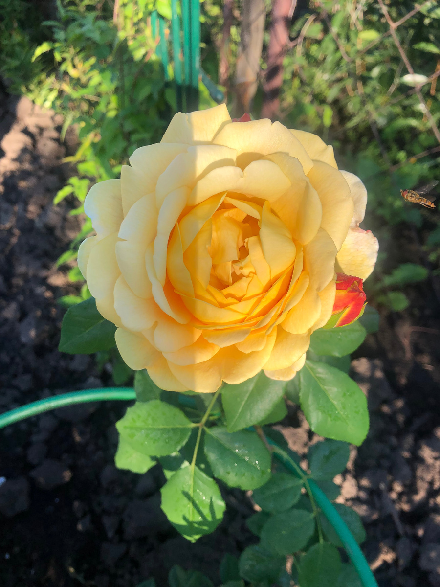 роза Голден Селебрейшн, все фото автора