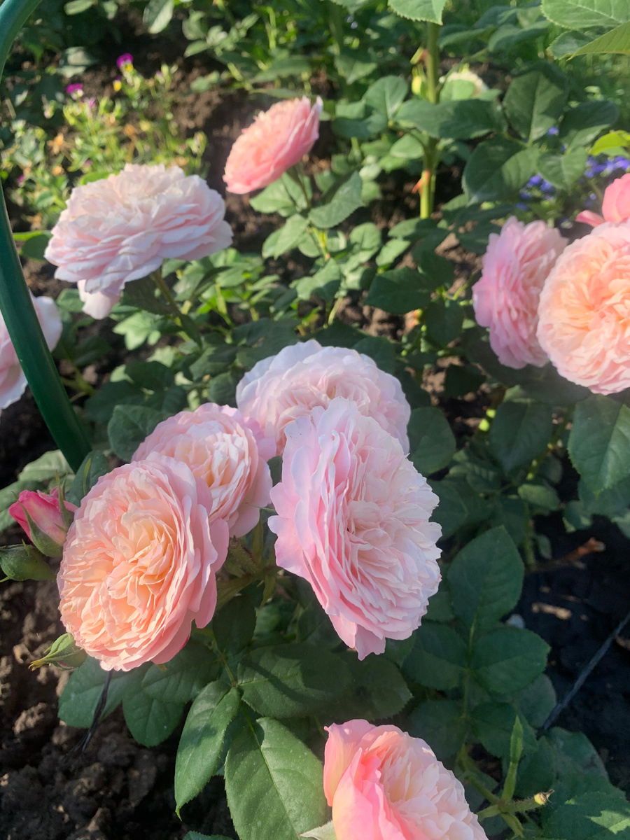 роза Констанс,все фото автора