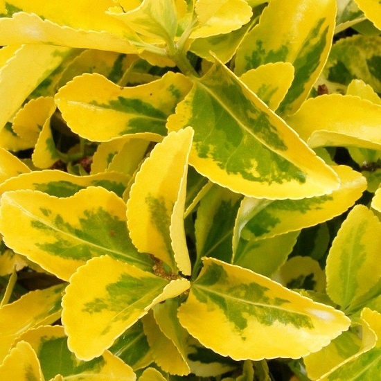 Бересклет, фото из свободного источника 