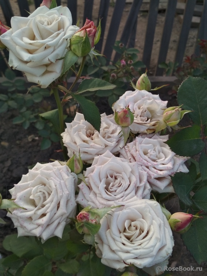 Мента,фото из свободного источника.