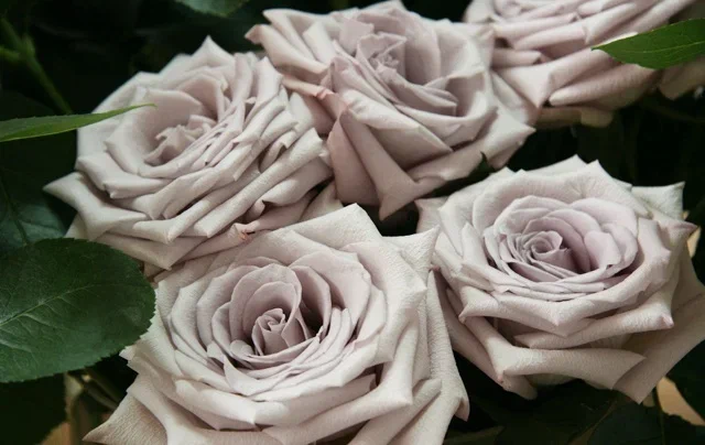 Мента,фото из свободного источника.