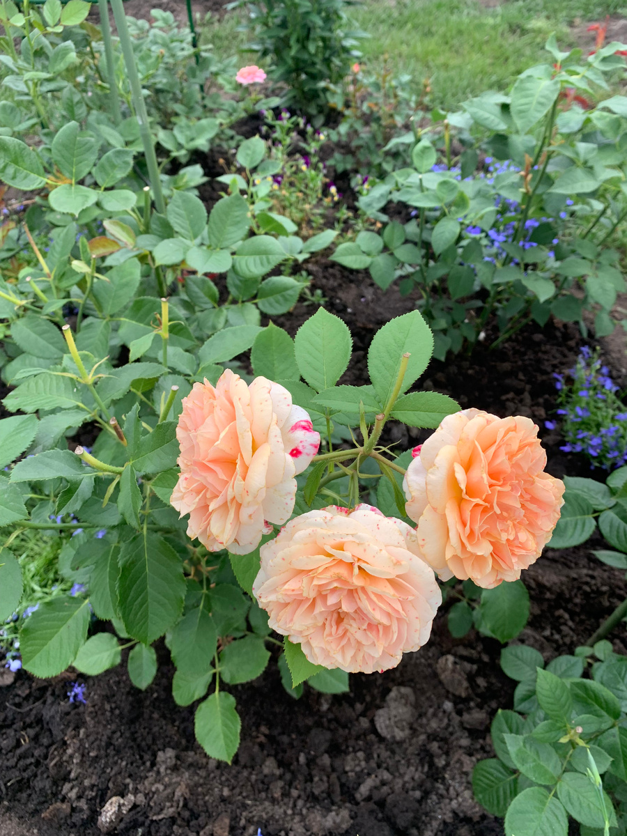 роза Женевьев Орси,  Genevieve Orsi,