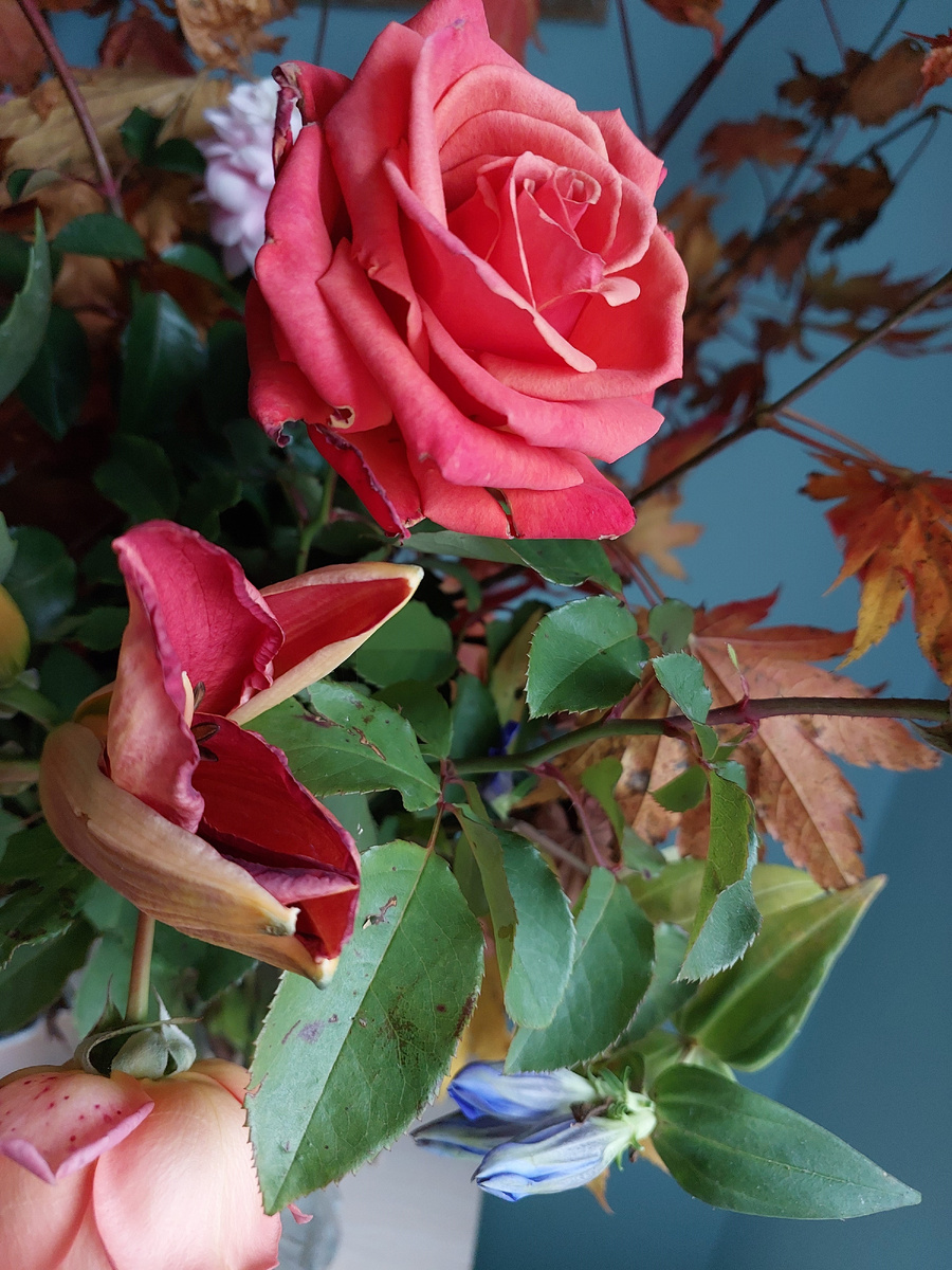 2 Роза Frederic Mistral