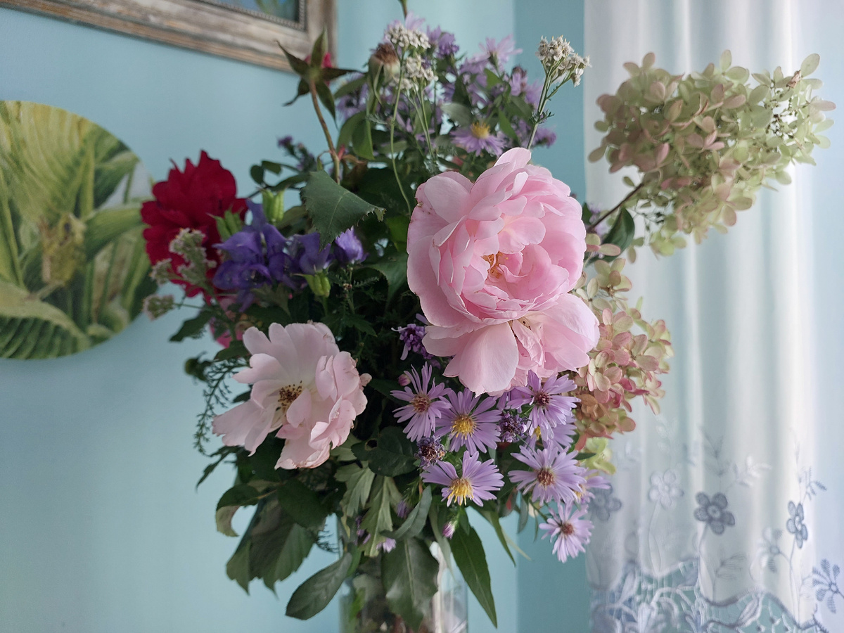 10. Роза Scepter'd Isle