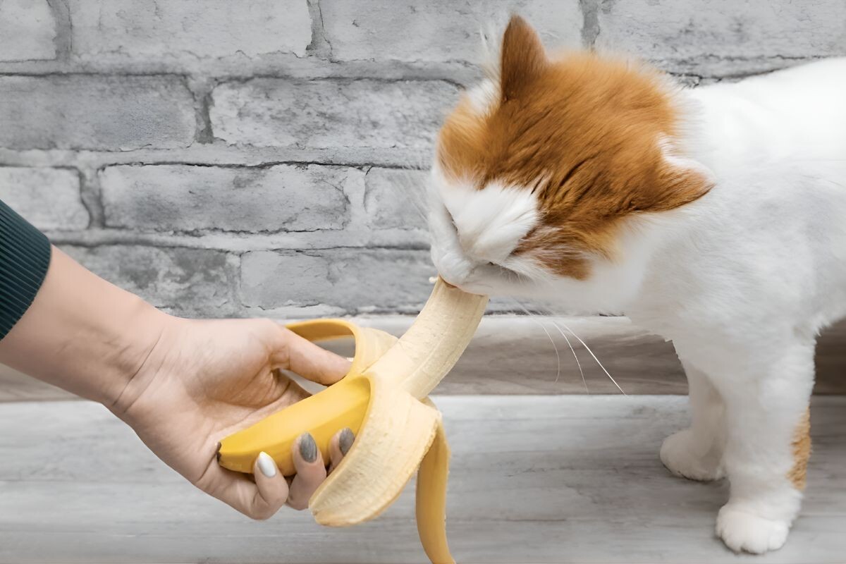 Можно ли кошкам бананы