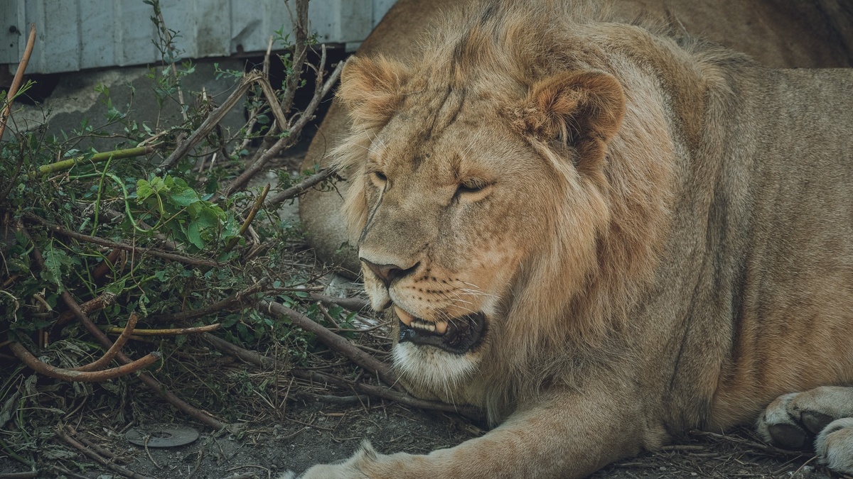     Источник: 1MI