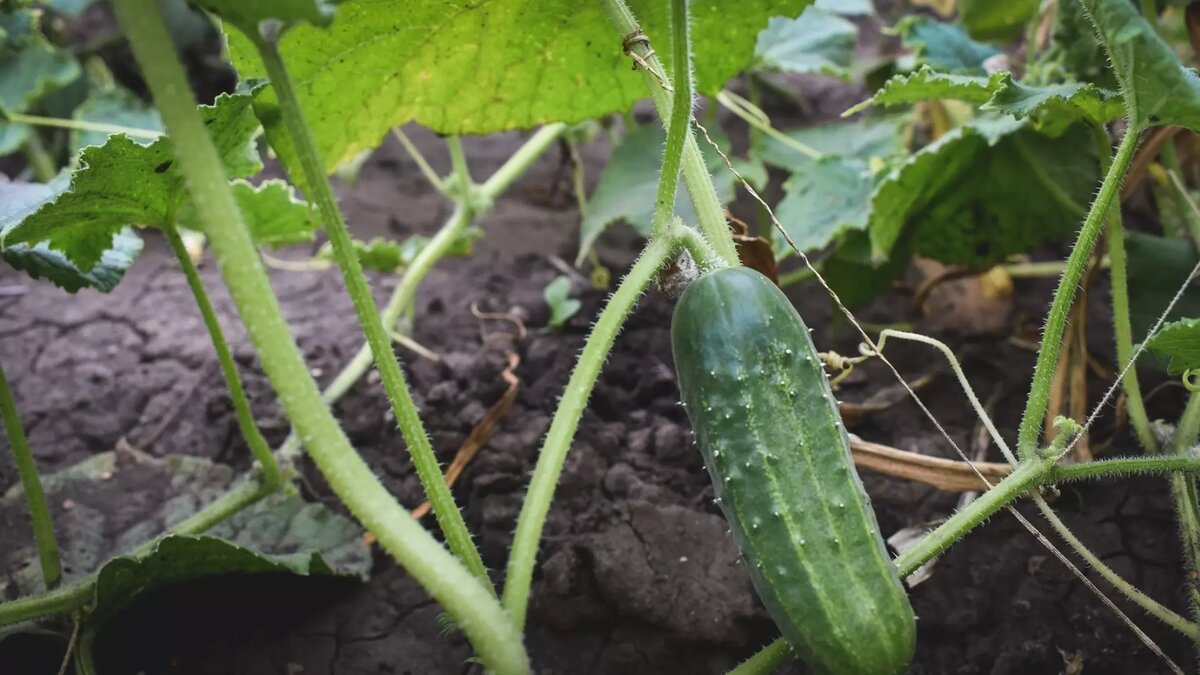     Источник: 1MI