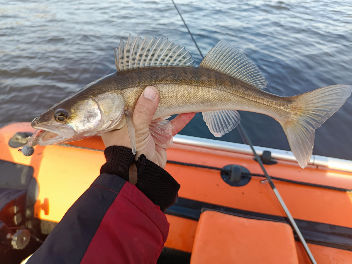 первые рыбки