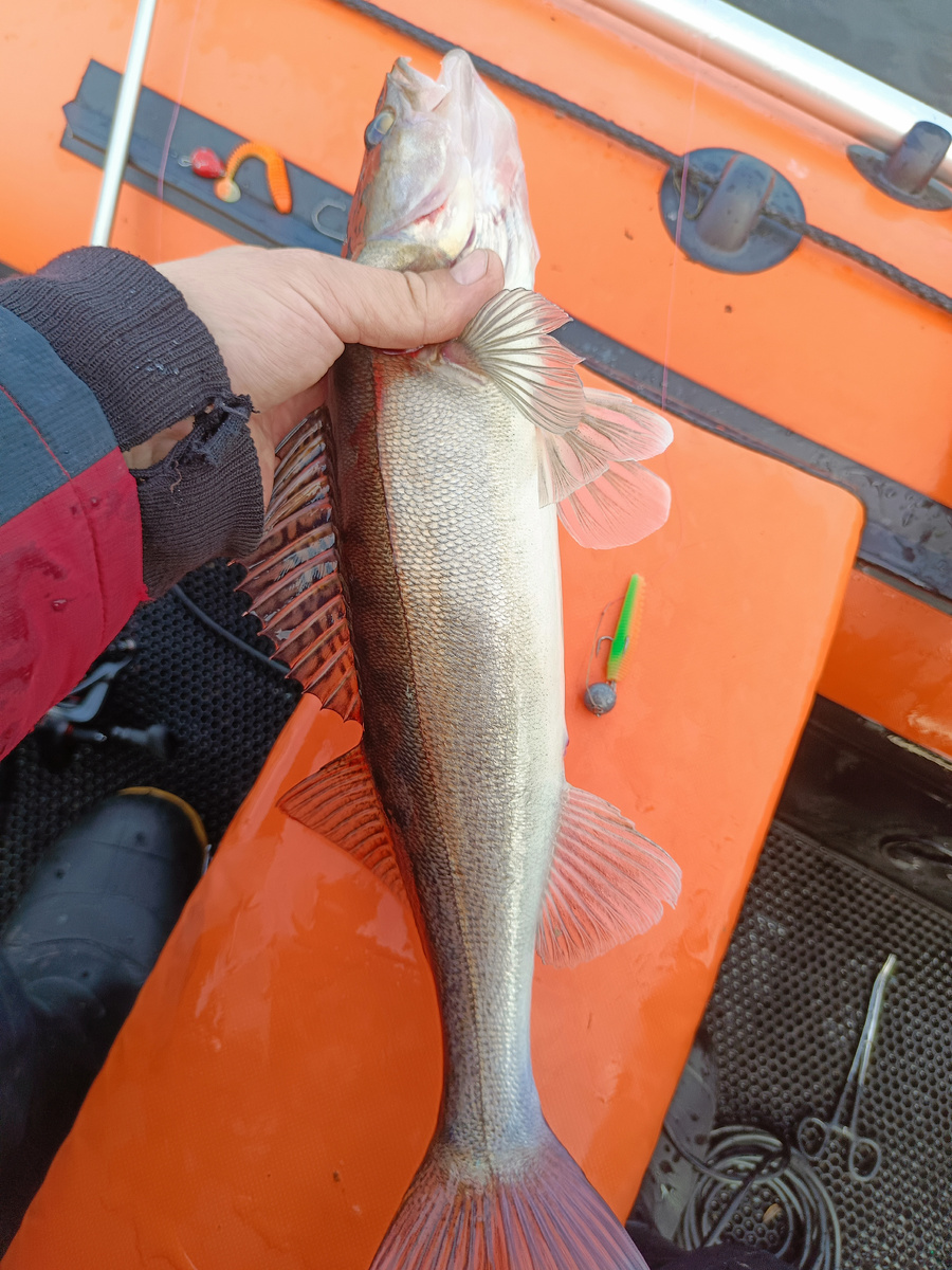 Хвост откусил у арбузика, гаденыш!