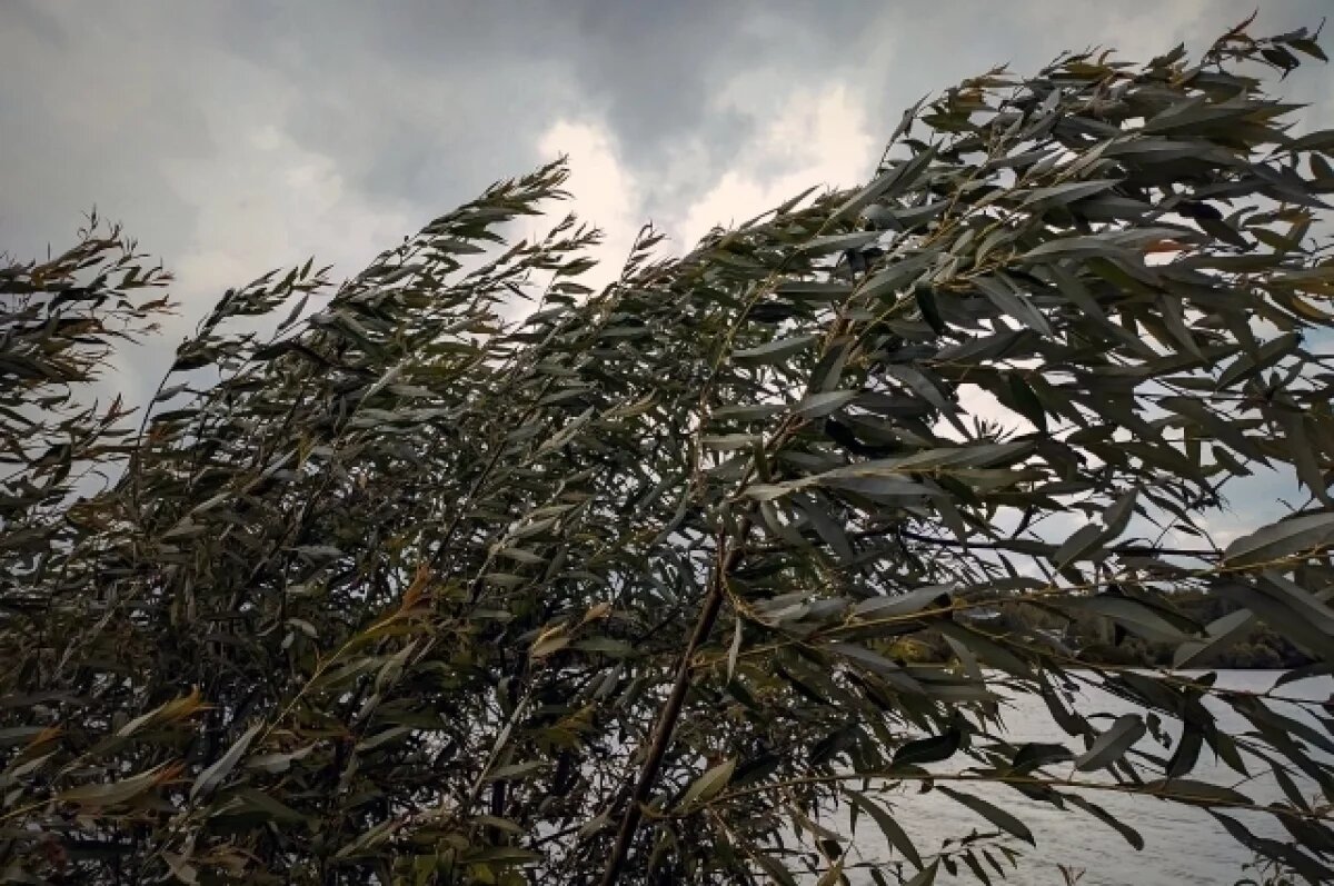    В Тверской области объявлено штормовое предупреждение 30 октября