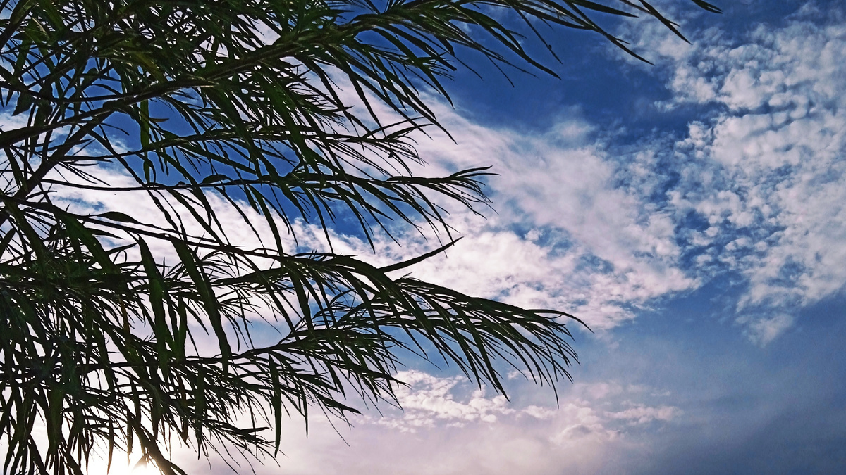 Ива произрастает вблизи водоемов, по берегам рек и озёрах