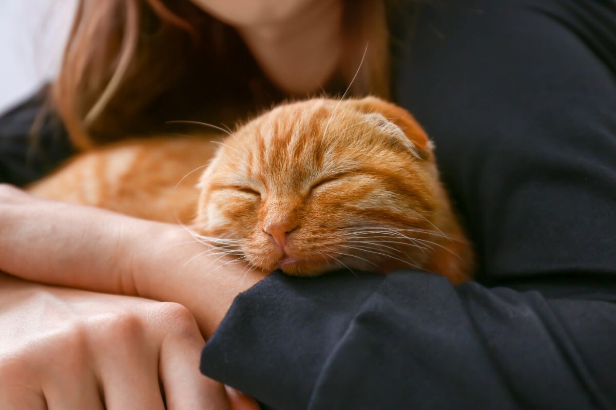 Рыжий котик с хозяйкой 