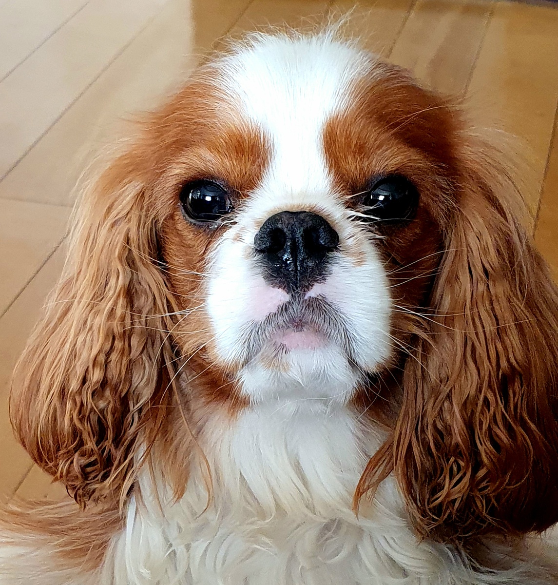 Рони. Фото автора.