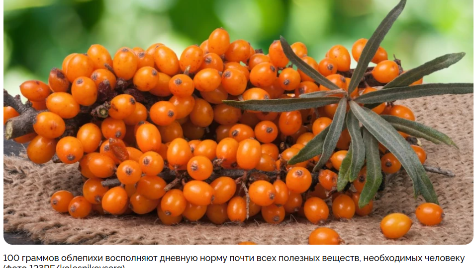 Облепиха с сахаром на зиму: как приготовить, хранить и использовать сладкую заготовку
