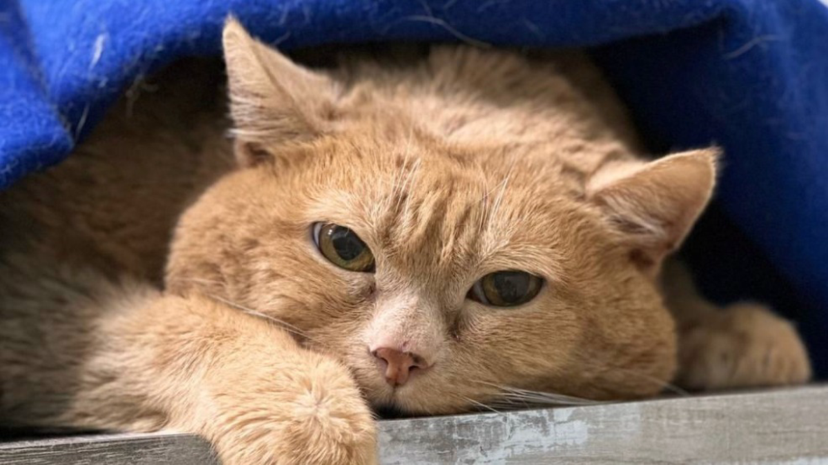    У подопечного приюта для бездомных животных кота Крошика могла быть опухоль селезенки / Фото: Приют для бездомных кошек «Матроскин»