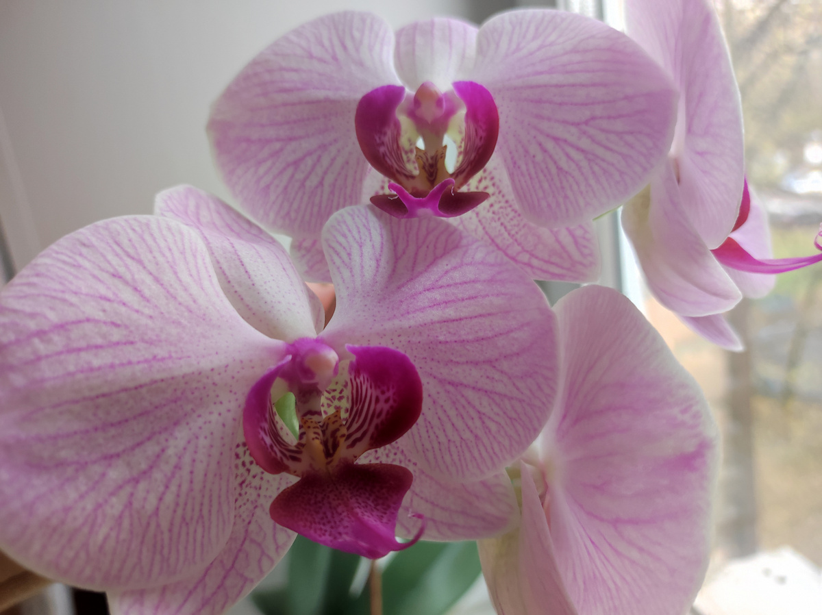 Фото автора, орхидея, октябрь 2024 года