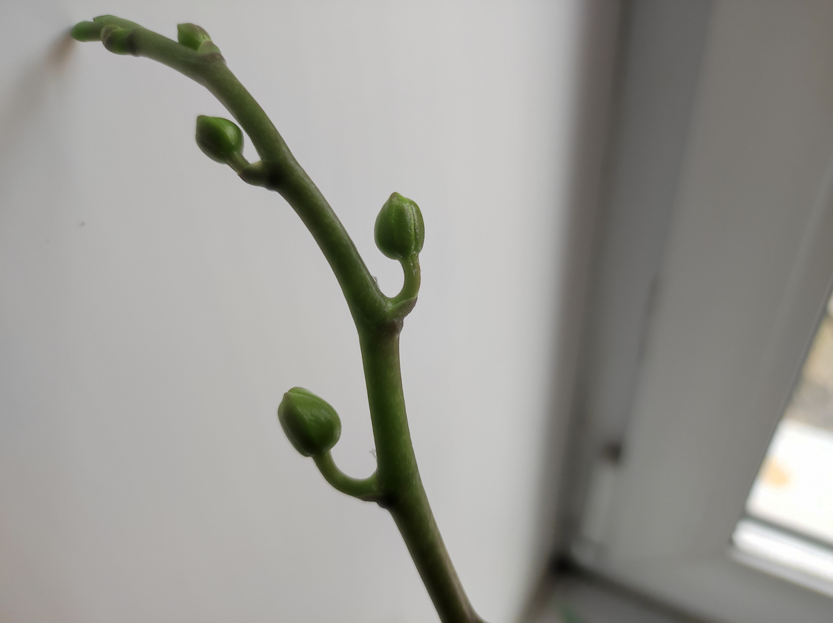 Фото автора, орхидея, октябрь 2024 года