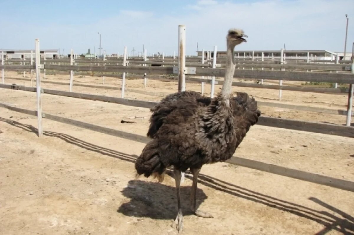    В Тунгусском заповеднике рассказали, мог ли страус из Коми дойти до Сибири