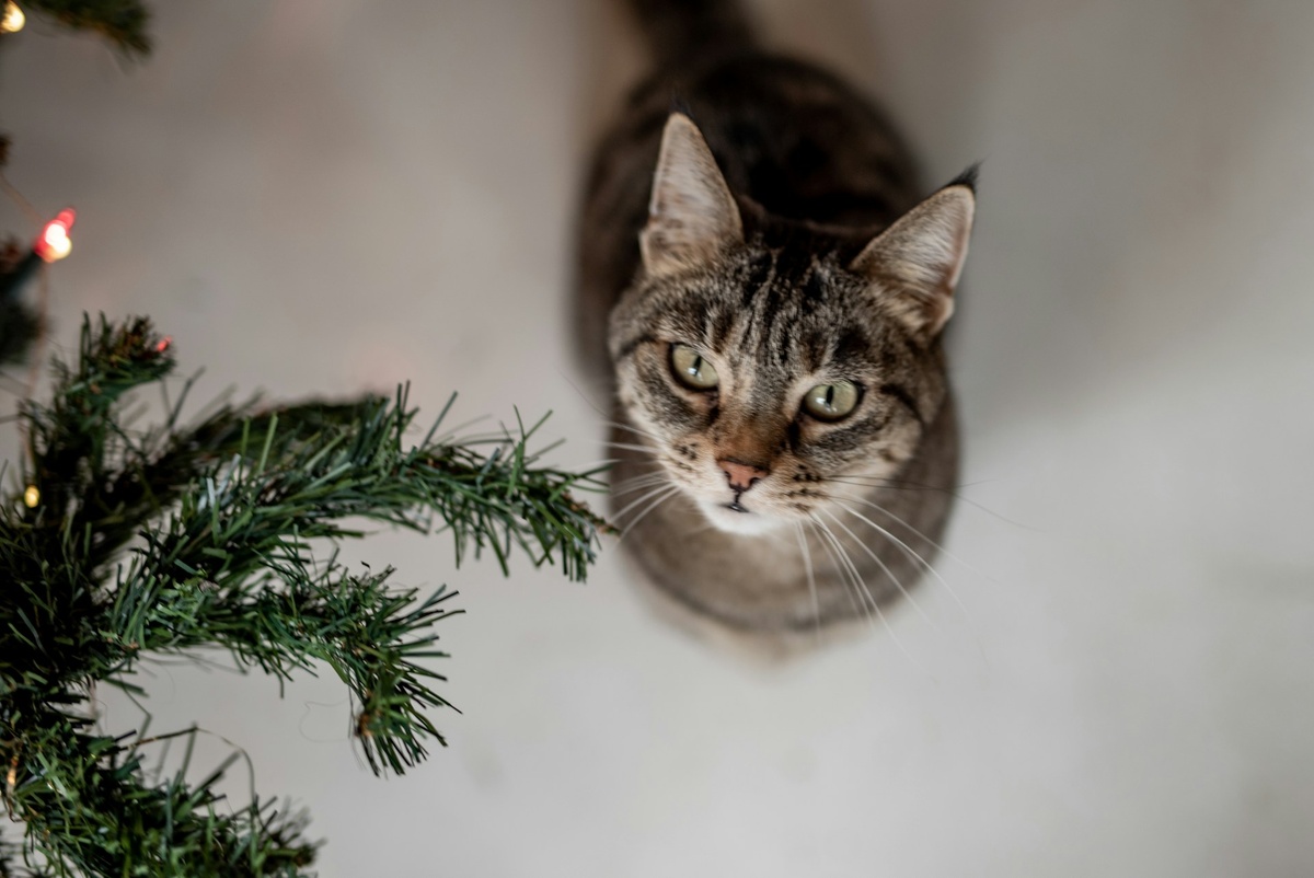 Питомца можно побаловать не только угощением, но и подарить новую игрушку, погладить или провести время вместе