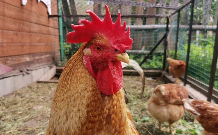    Кур и других сельхозживотных предложили включить в программы защиты биоразнообразия