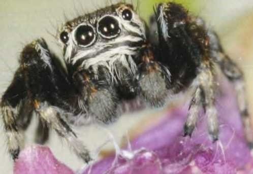 Самец эвархи радужной (Evarcha arcuata).Только у скакунчиков такие огромные глаза