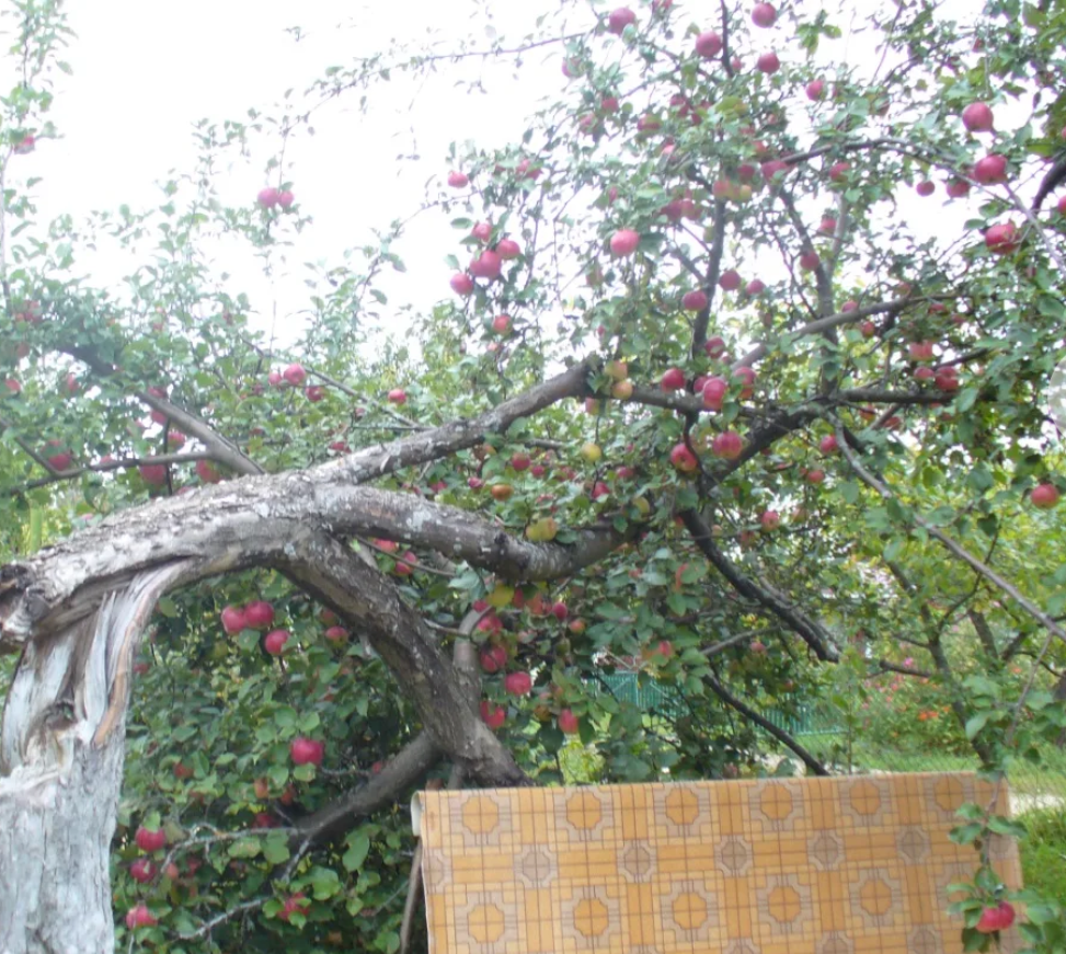 Фото взято из свободного бесплатного доступа в интернете.