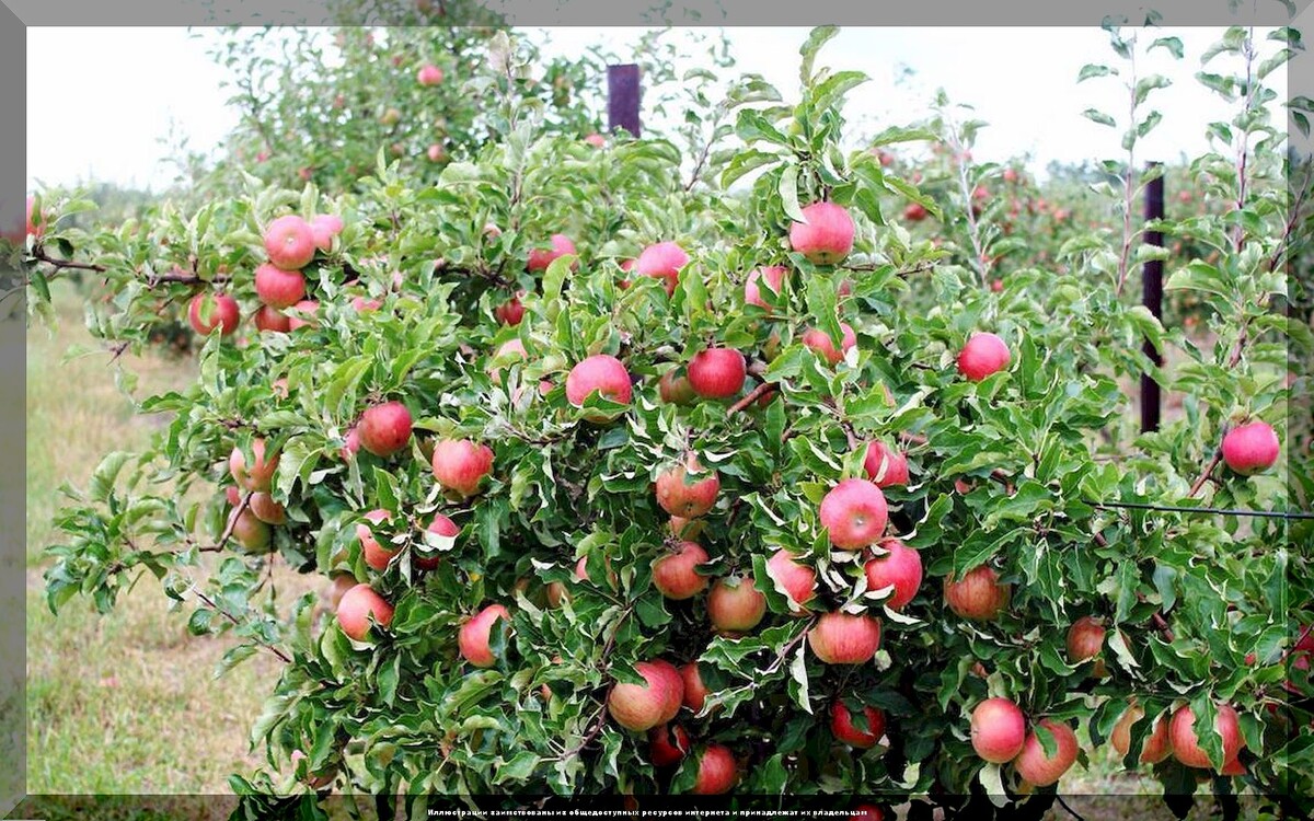 https://vk.com/photo-159774511_457267382. Яблоня "Ауксис"