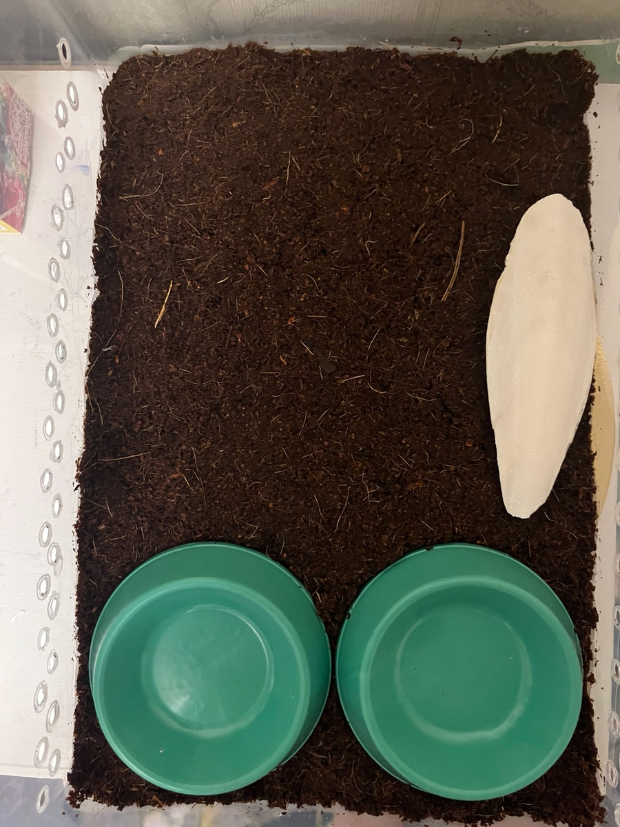 Дом для улитки, пока ещё без воды и еды