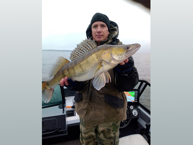 Царь-рыба! Большущего судака поймали в Тверской области