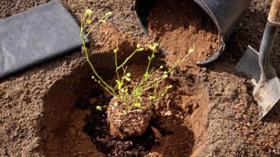 Правильная яма - половина успеха при посадке голубики