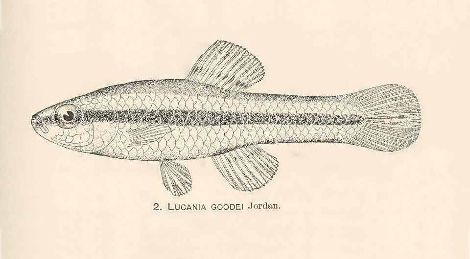   Albert Jefferson Woolman / Wikimedia Commons / Public domain