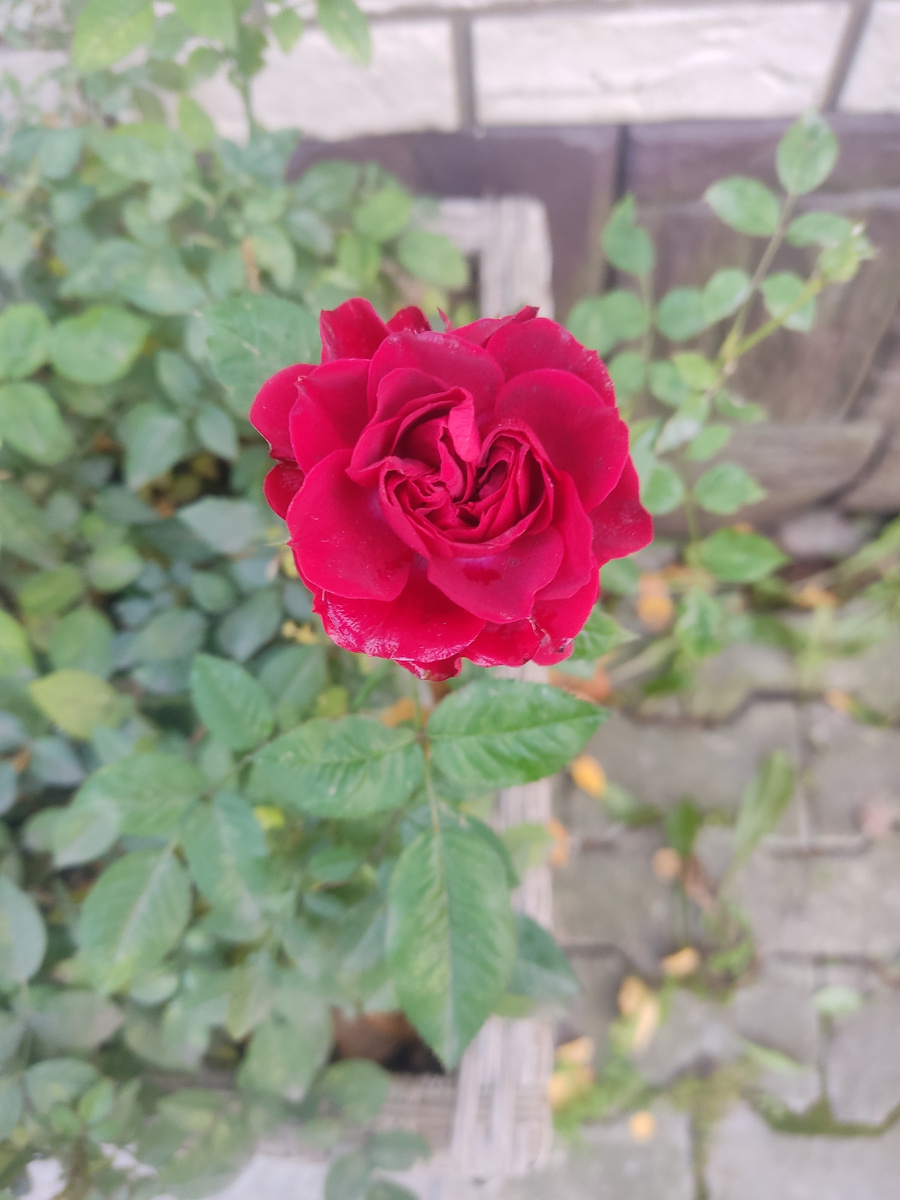 Роза у подъезда все ещё цветет