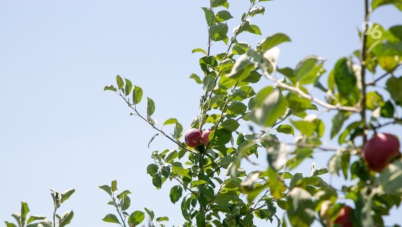    Проект «Школьный сад» запустят на Ставрополье Фото: Валерия Алтухова / / ИА «Победа26»