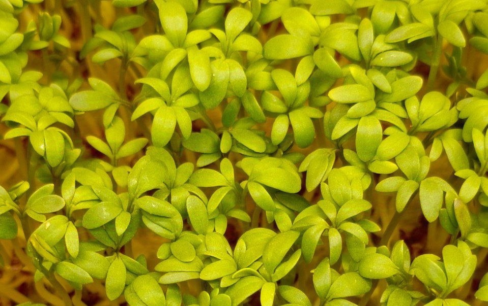 Молодой кресс салат 