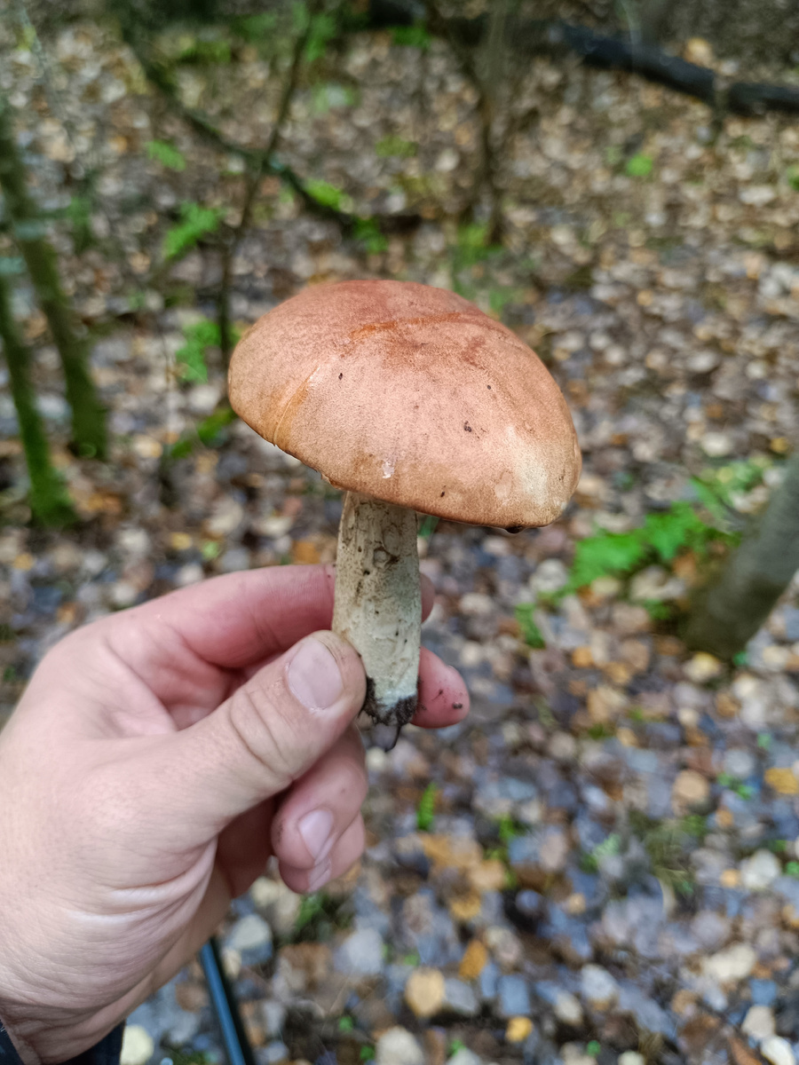 Еще и грибы есть, оказывается! Вяленькие, конечно, но сам факт.