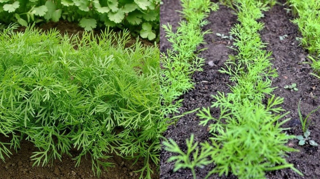 Результат подзимнего посева укропа превзошел все ожидания