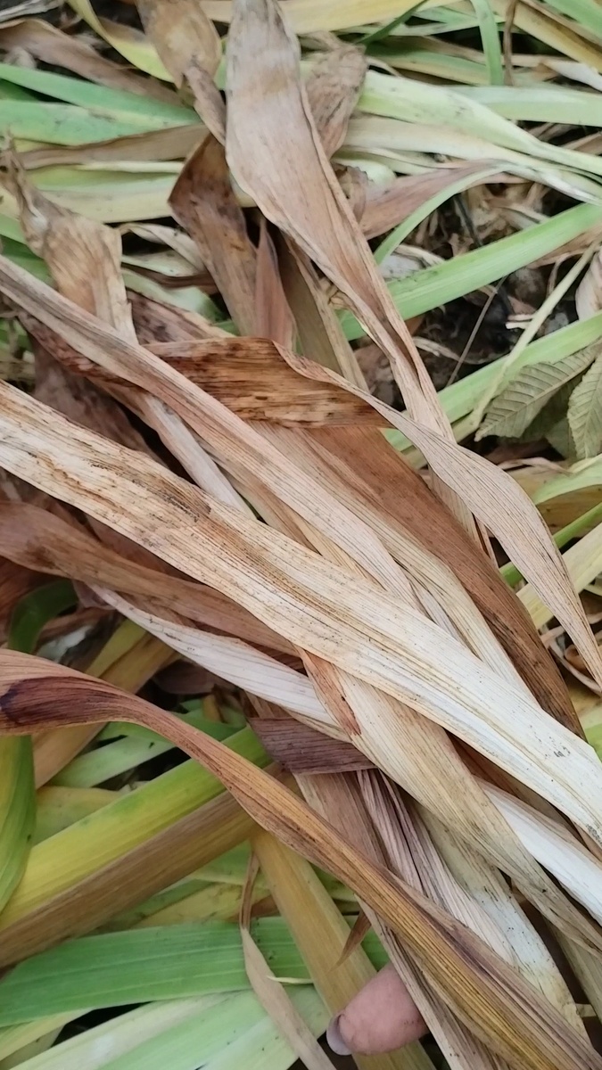 Сбор листьев ириса в конце октября. Совсем не поздно. 