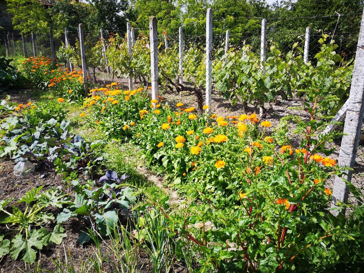 Кабачок, кольраби, чеснок, на переднем плане свекла набирает цвет, календула защищает по периметру ограды 