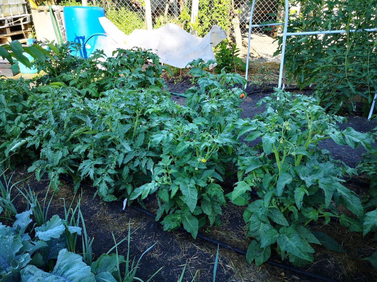 Другая грядка: кольраби, лук-порей, томаты