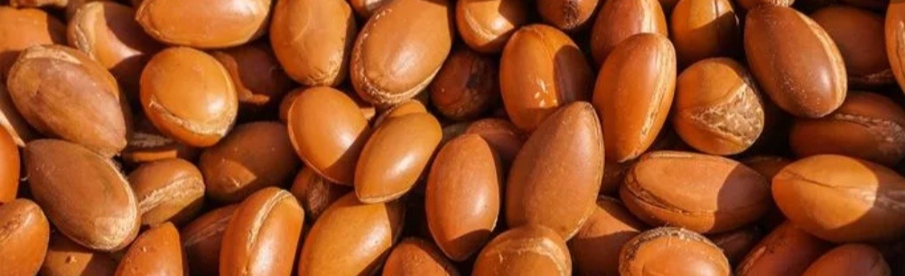 Аргания очень колючее дерево!