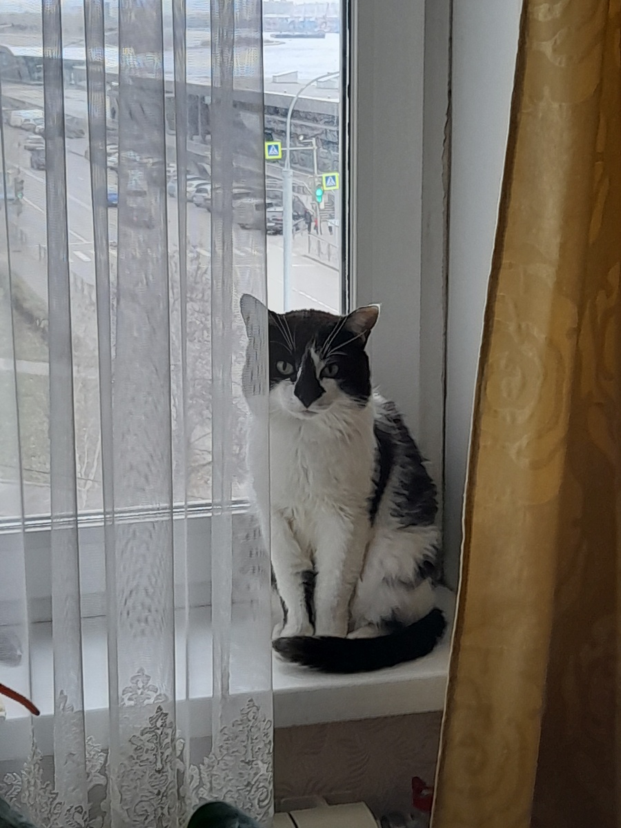 Фото автора. Живёт на подоконнике