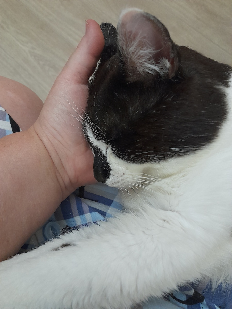 Фото автора. Любитель понежиться на ручках