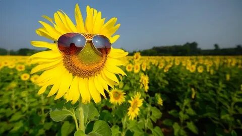 Выскочка))   картинка из открытого источника