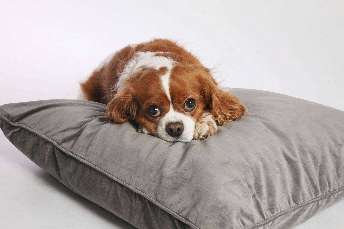 Особо ценится «пятно Бленхейма» — отметина на лбу, которая считается исключительным признаком породы. Источник: Unsplash📷
