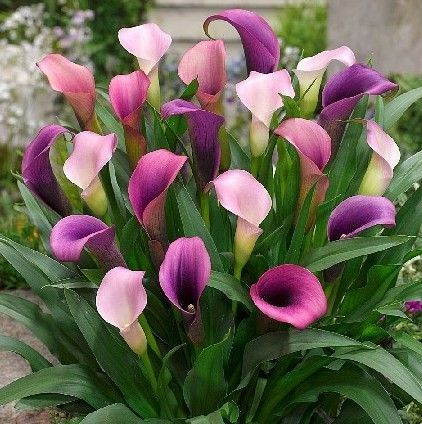 Цветут каллы, фото взяла здесь - https://klubsadprof.ru/catalog/mnogoletnie_tsvety/kalla/kalla_pasya_1_sht/