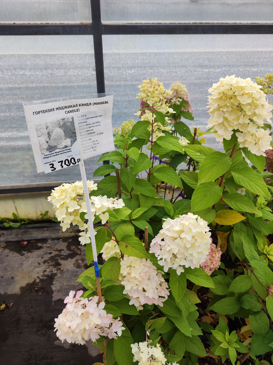  Гортензия Мэджикал