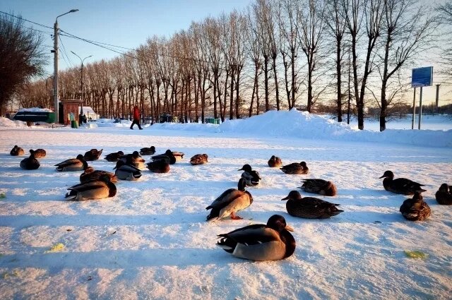    Когда в Петербурге станет холодно, как в Гренландии?