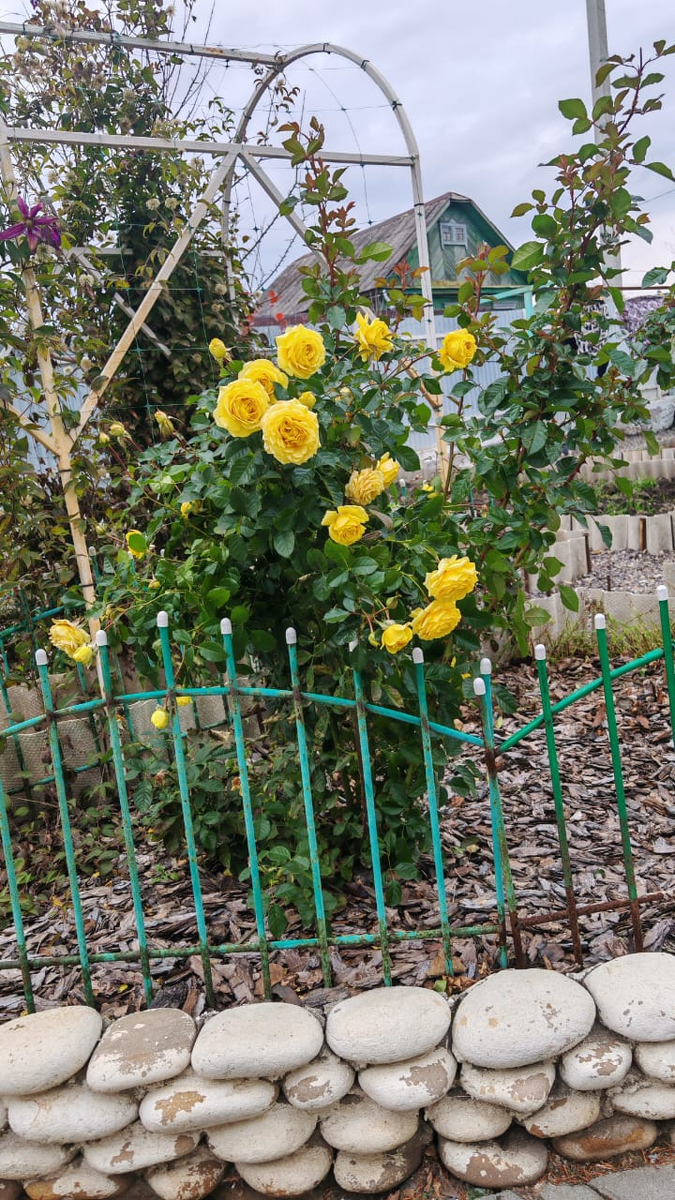 Голден Селебрейшн