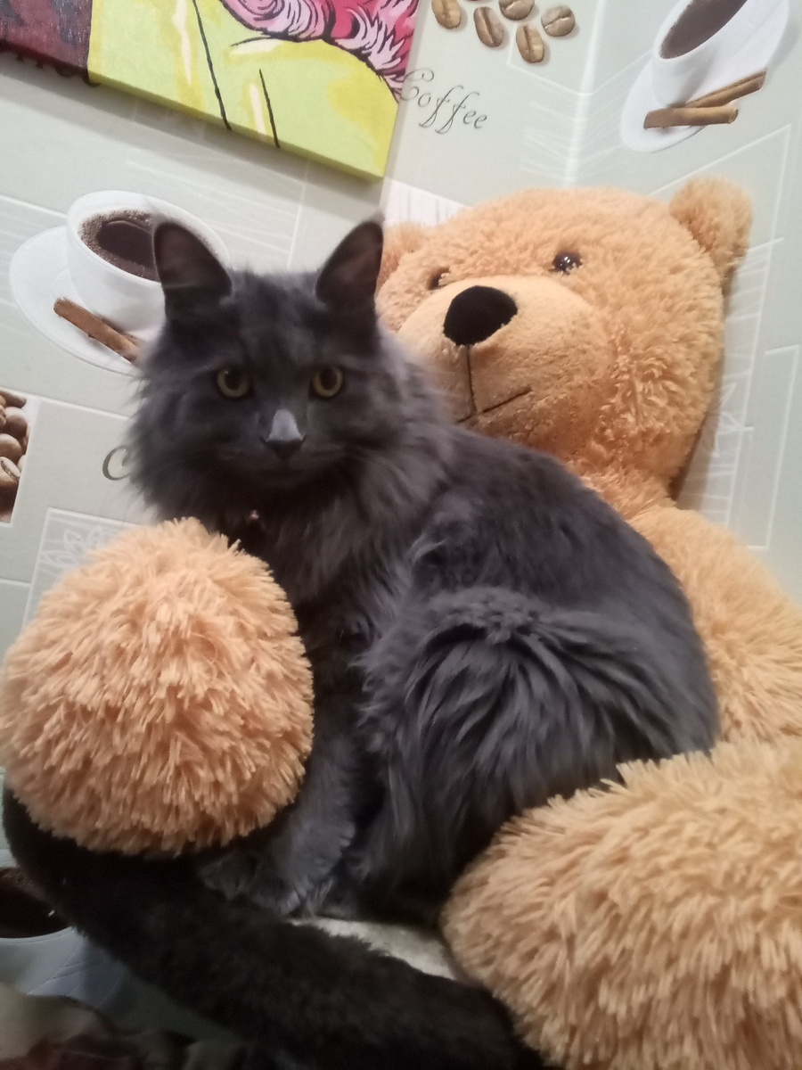 Вай, посмотрите пантера сидит