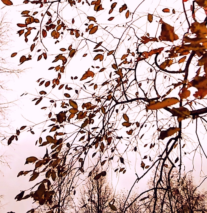 Всё замерло в ожидании снега...